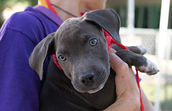 10 Things You Need to Know About Adopting Puppies