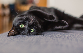 Black Cats: the Good, the Bad, and the Misunderstood