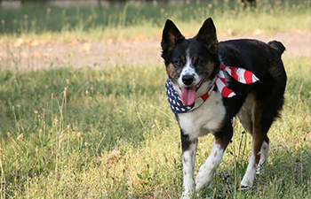 Top 10 Tips for 4th of July Pet Safety