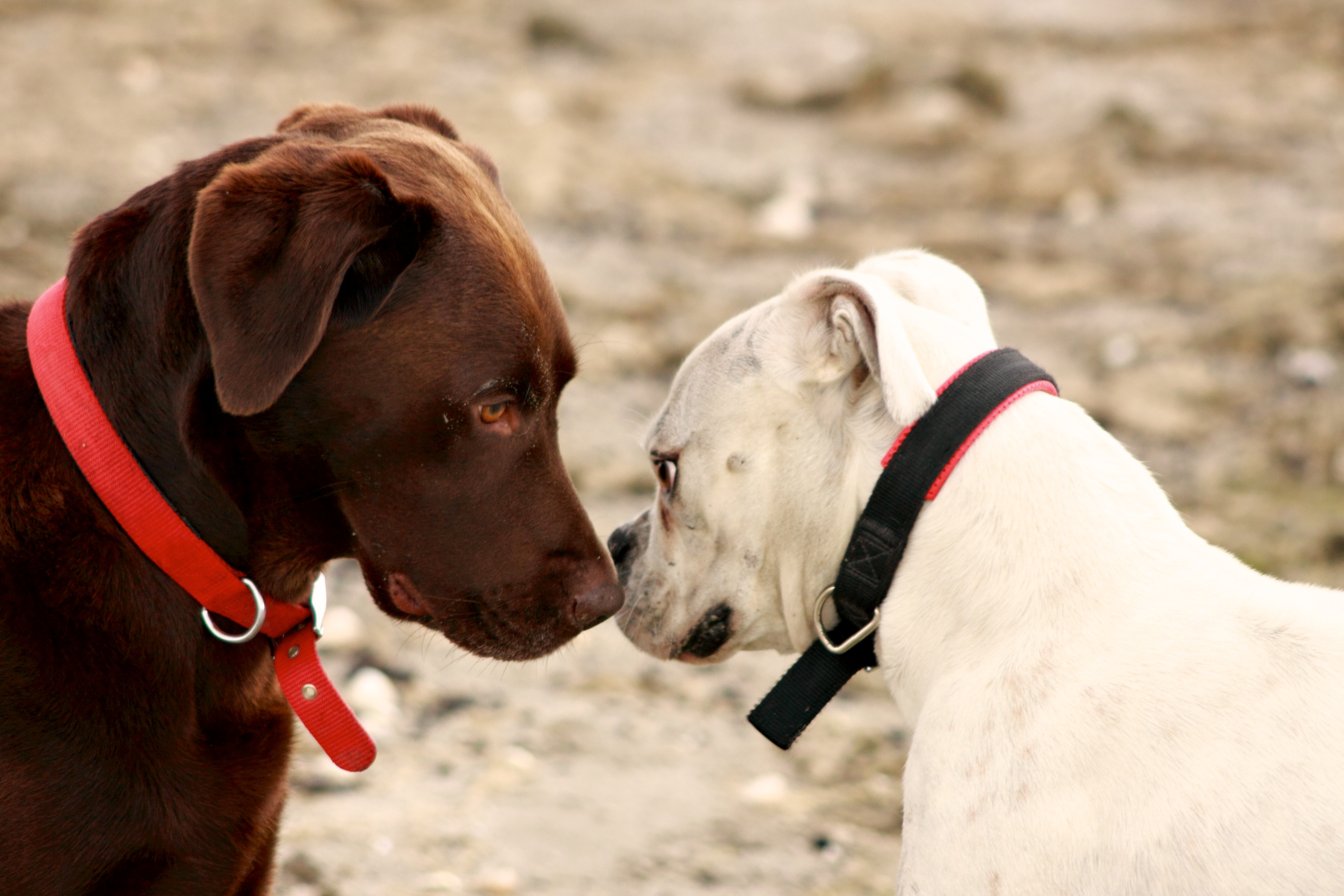 10 Tips for Successful Dog Introductions