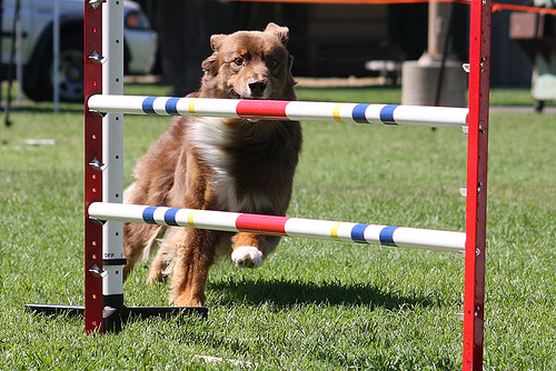 How to Get Involved in Dog Sports