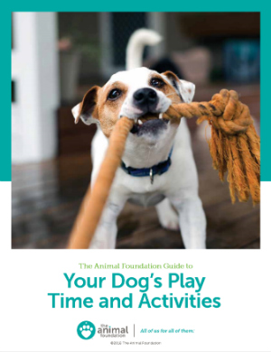 TAF Guide to Your Dog’s Play Time and Activities