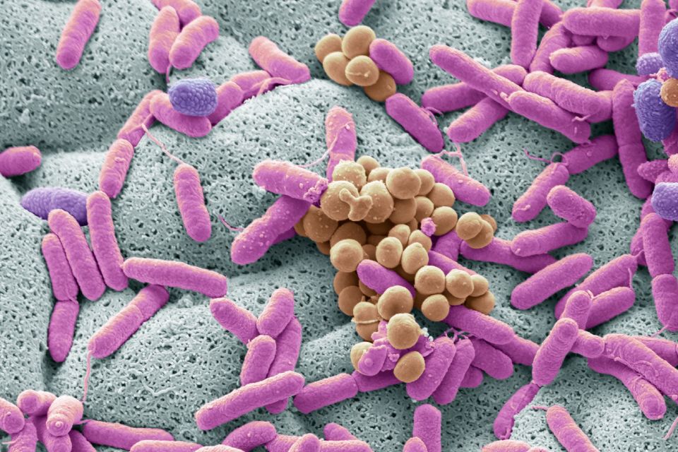 Microbiota y salud mental: La estrecha relación entre intestinos y cerebro