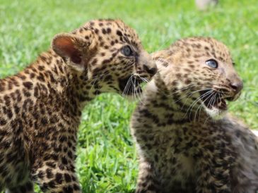 Nacen crías de LEOPARDO en el PARQUE DE LAS LEYENDAS