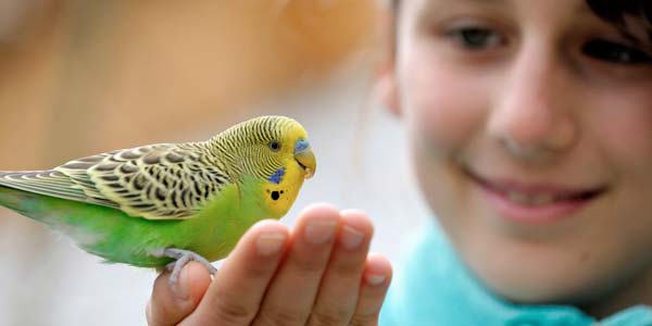 A young girl holds a colorful bird