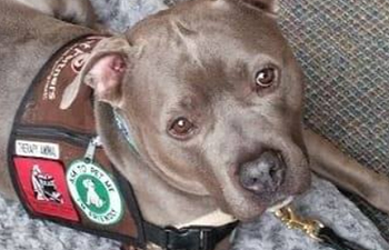 Pit Bulls as Therapy Dogs