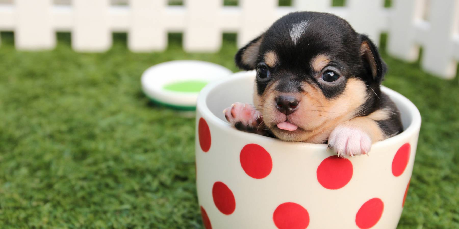 Ayuda a tu mascota a sobrevivir los fuegos artificiales