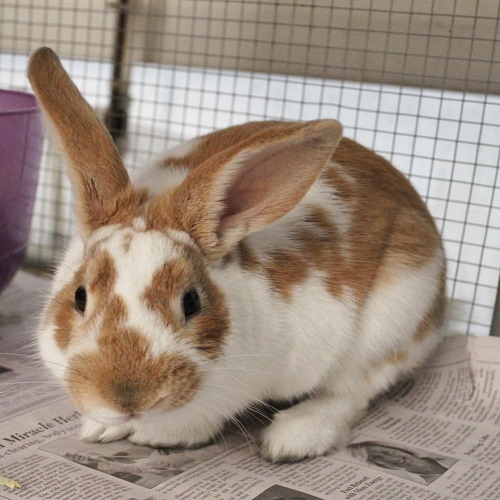 Is Adopting a Rabbit Right for You?