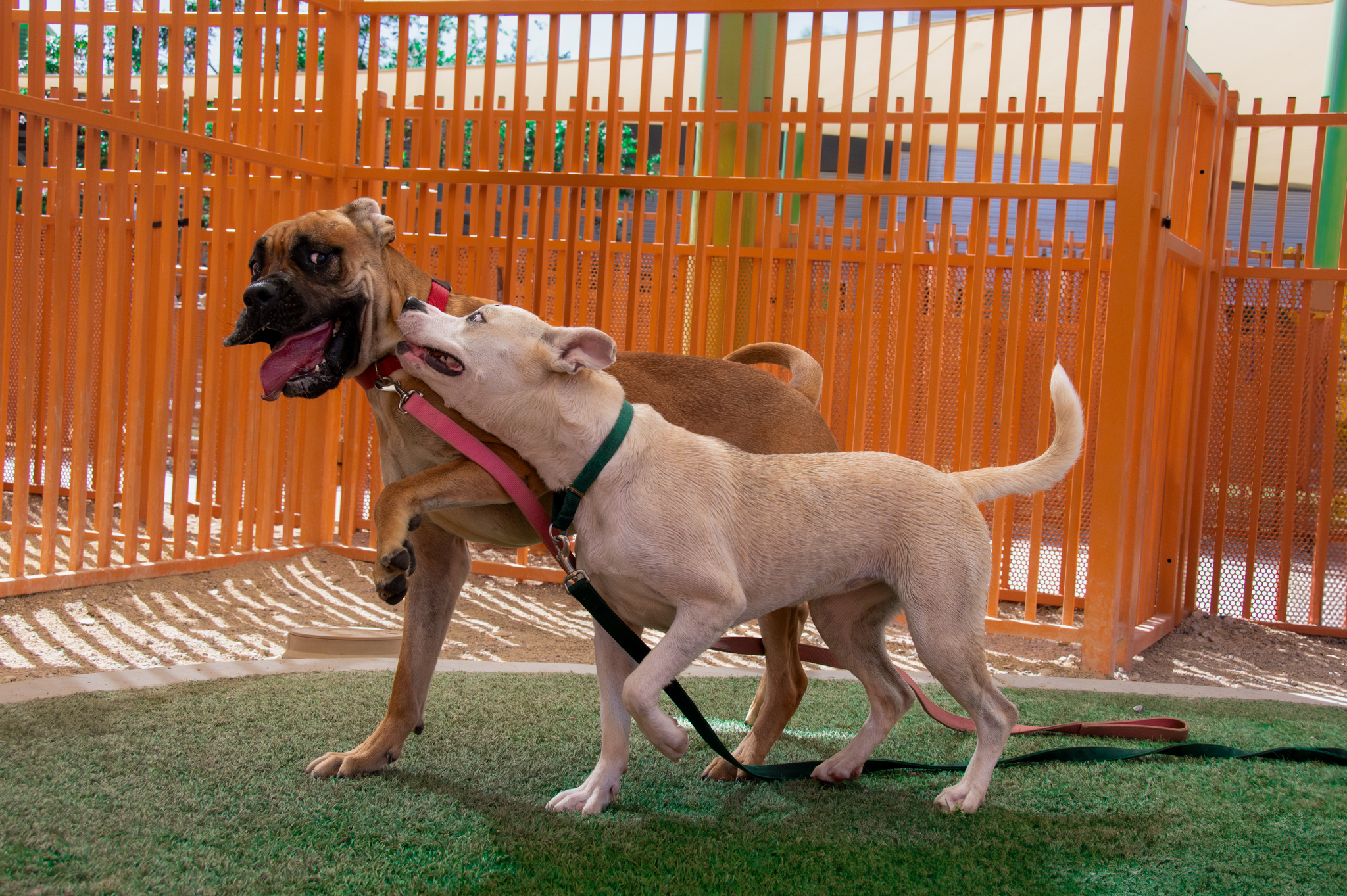 Two dogs playing