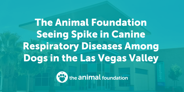 The Animal Foundation Seeing Spike in Canine Respiratory Diseases Among Dogs in the Las Vegas Valley